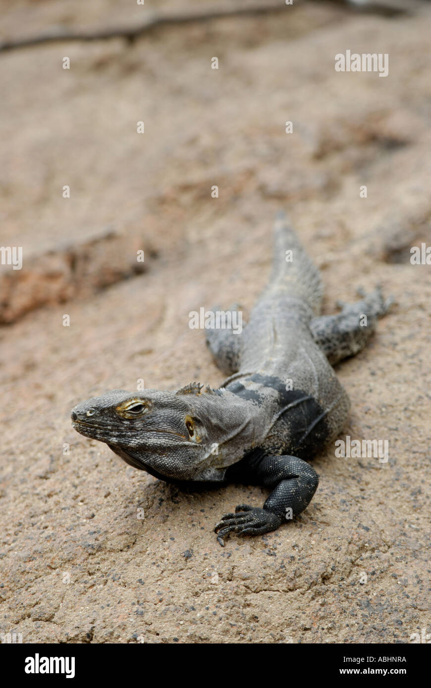 Spiny tailed iguana, Ctenosaura hemilopha or similis, on a rock, Sonora Desert Stock Photo