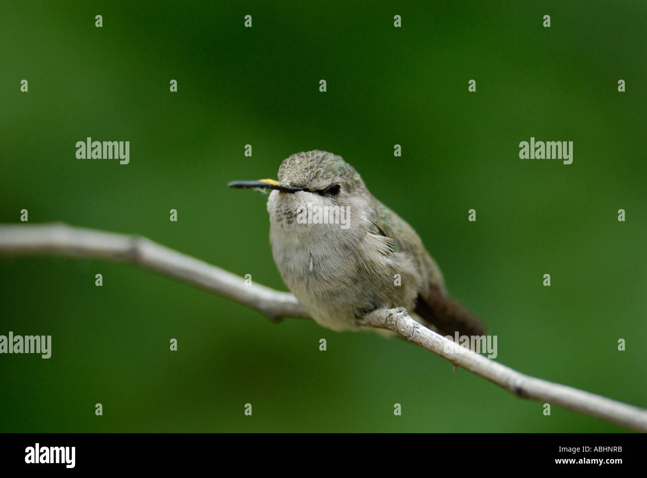 Female Costa's Hummingbird, Calypte costae, perched on branch with yellow pollen on bill and forehead from feeding Stock Photo