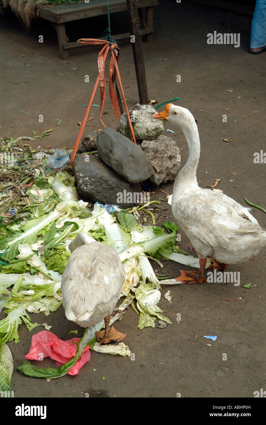 Gooses eating cabbages local market in Manado, North Sulawesi Stock Photo
