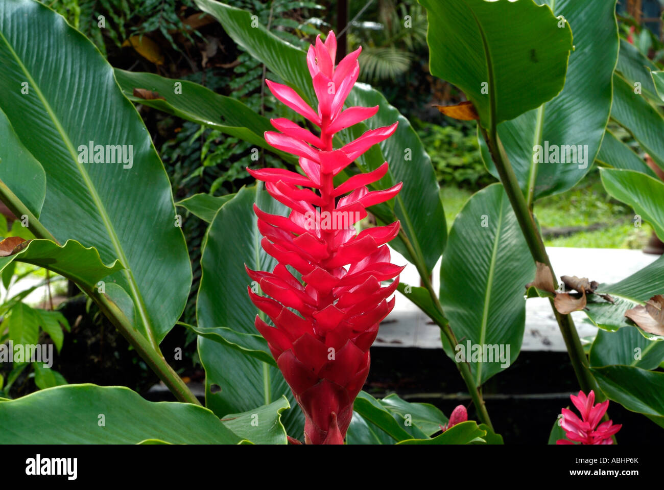 Close up of a ginger flower in Manado, North Sulawesi Stock Photo