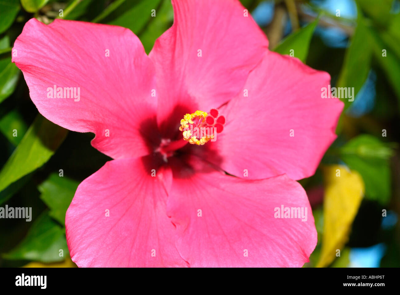 Close up of a hibiscus flower in Manado, North Sulawesi Stock Photo