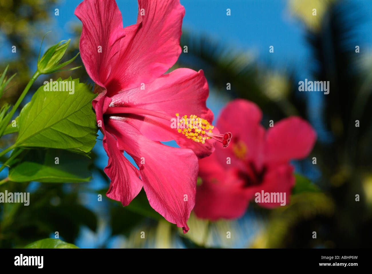 Pink hibiscus flower close hi-res stock photography and images - Alamy