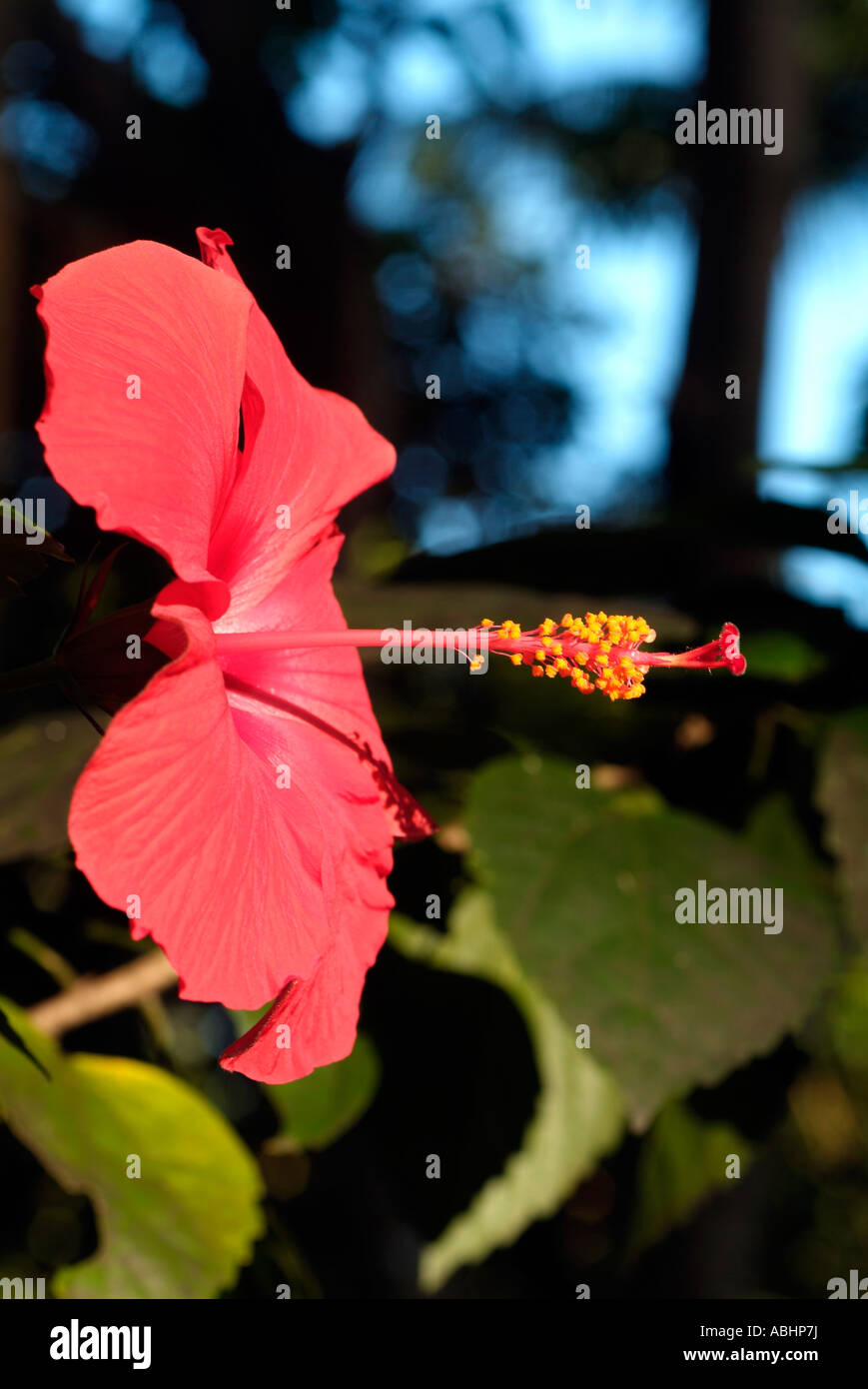 Close up of a hibiscus flower in Manado, North Sulawesi Stock Photo