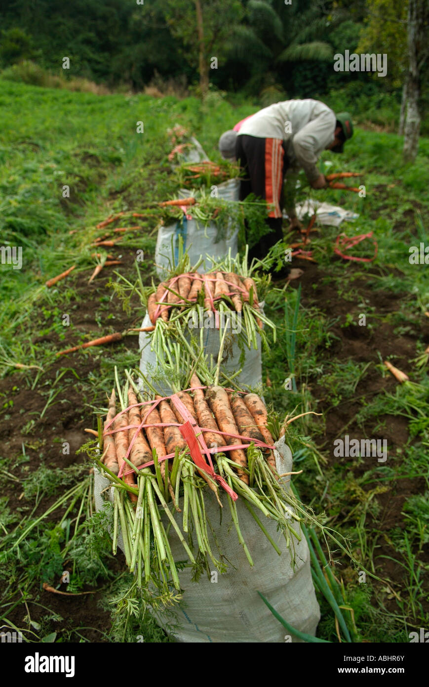 People cultivating carrots of the fertile lands of a volcano Stock
