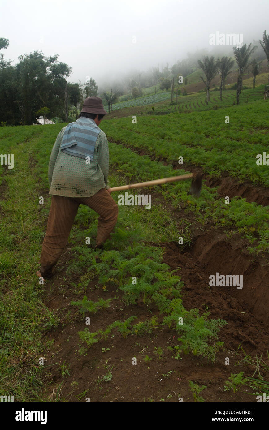 People cultivating carrots of the fertile lands of a volcano Stock