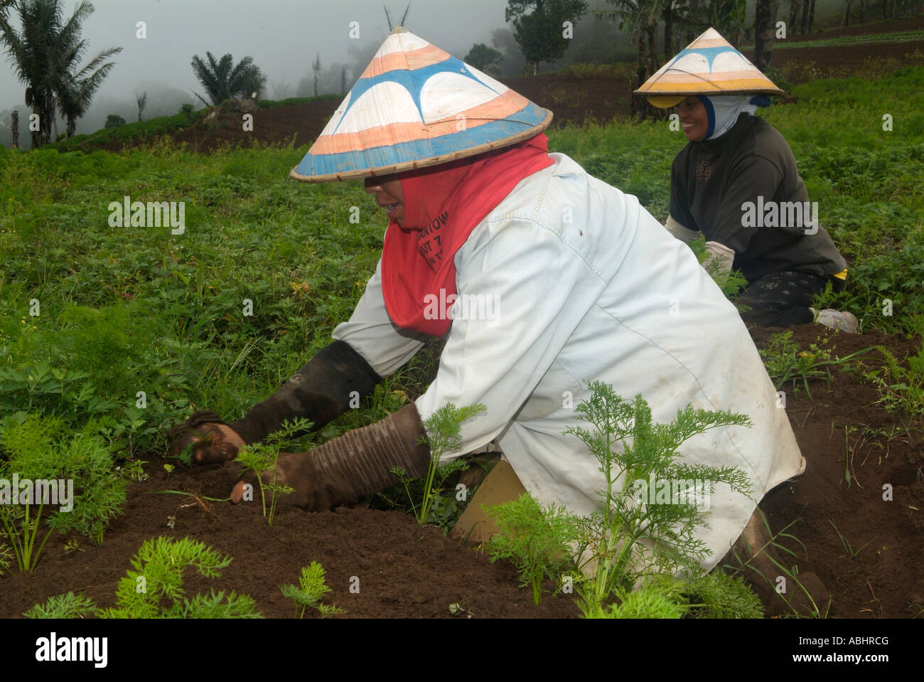 Women cultivating carrots of the fertile lands of a volcano Stock Photo