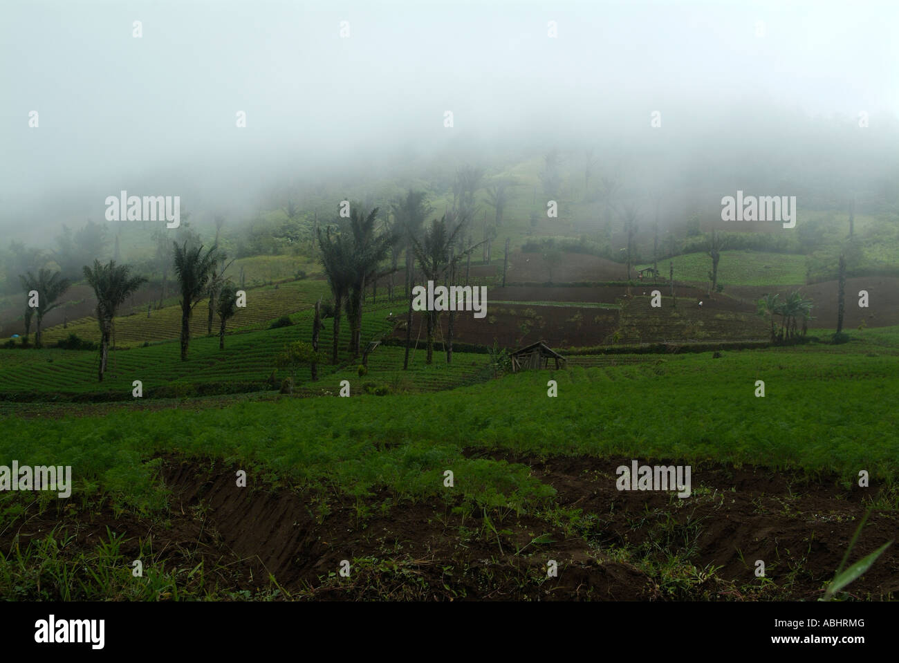 Field of carrots of the fertile lands of a volcano Stock Photo Alamy