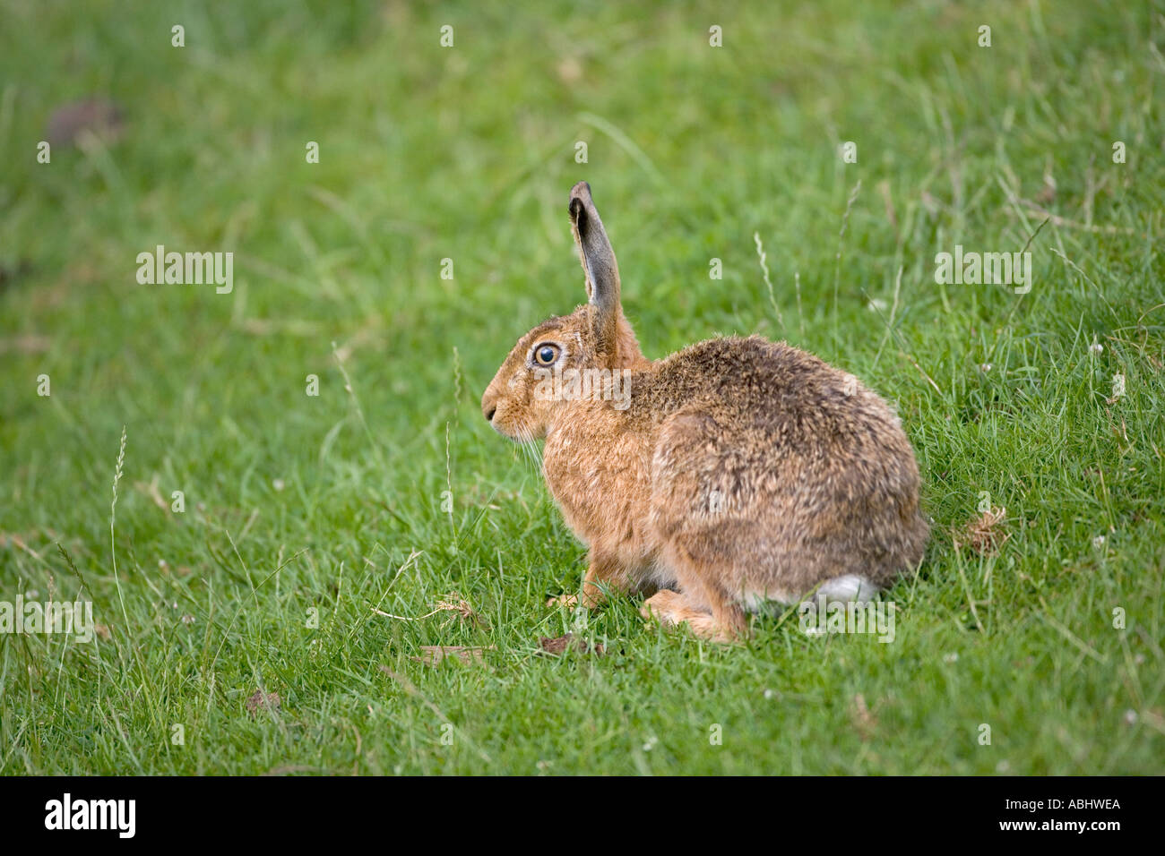 Brown Hare Lepus europaeus grazing in grass meadow Stock Photo