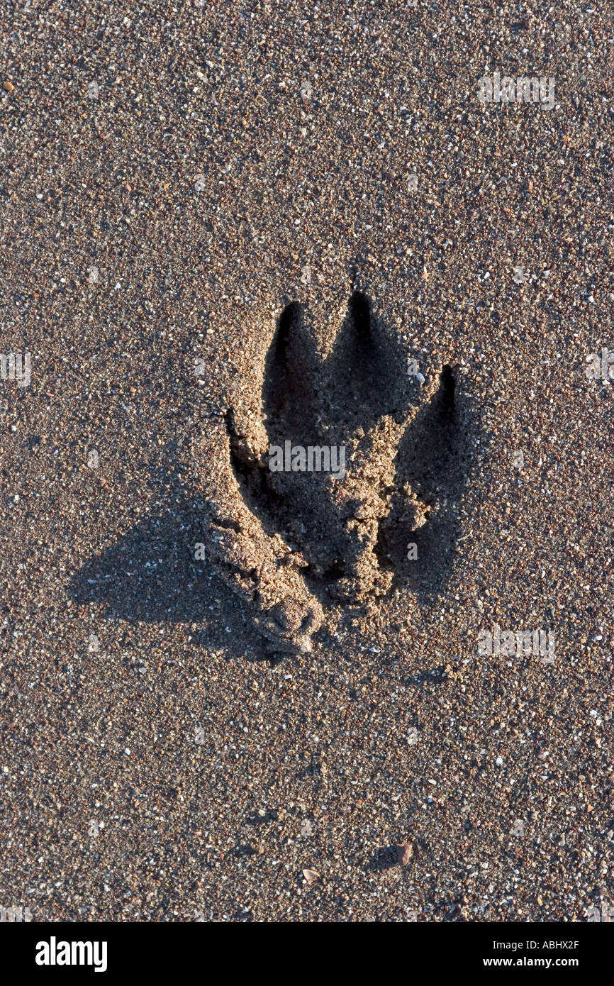 Dogs Footprint in Sand Stock Photo Alamy