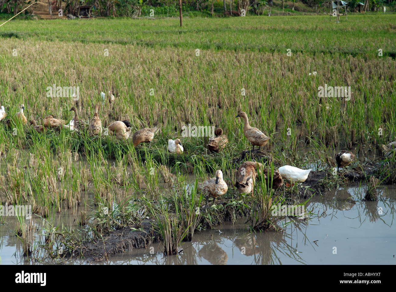 Ducks in a rice paddy near Manado Stock Photo Alamy