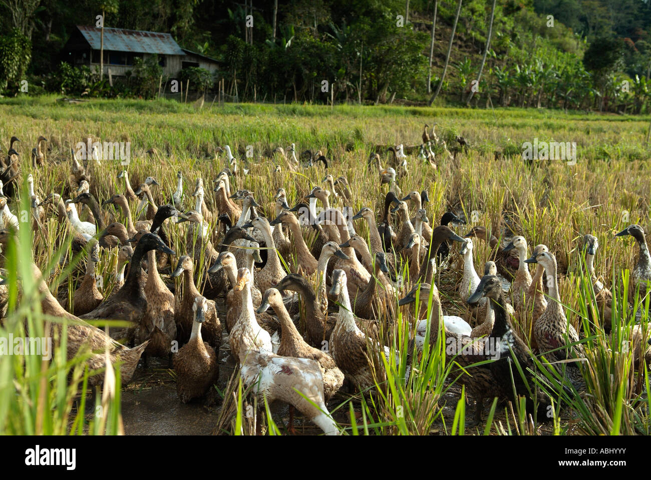 Ducks In Rice Field Stock Photos & Ducks In Rice Field Stock Images Alamy