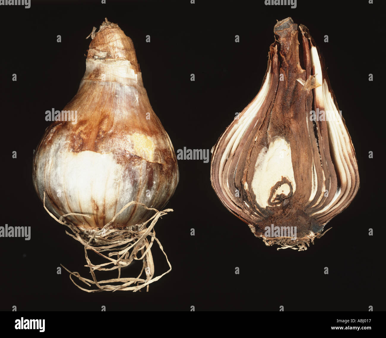 Basal rot Fusarium oxysporum on Narcissus bulbs both whole and sectioned to show rot Stock Photo