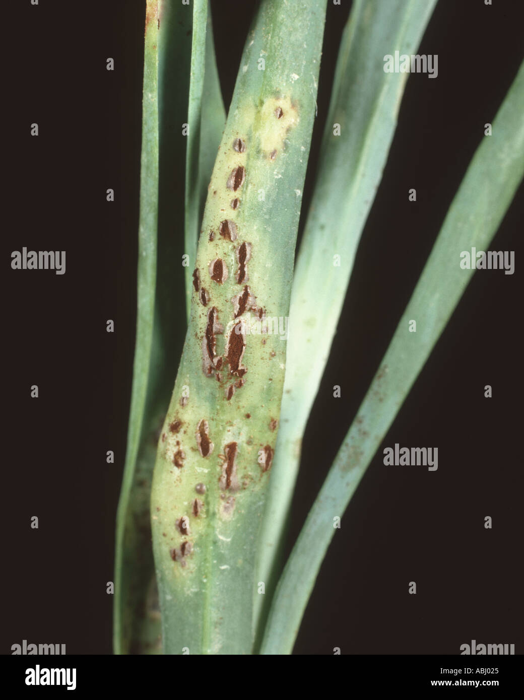 Rust pustules Puccinia dianthi erupting on the leaf base of a carnation Dianthus spp Stock Photo