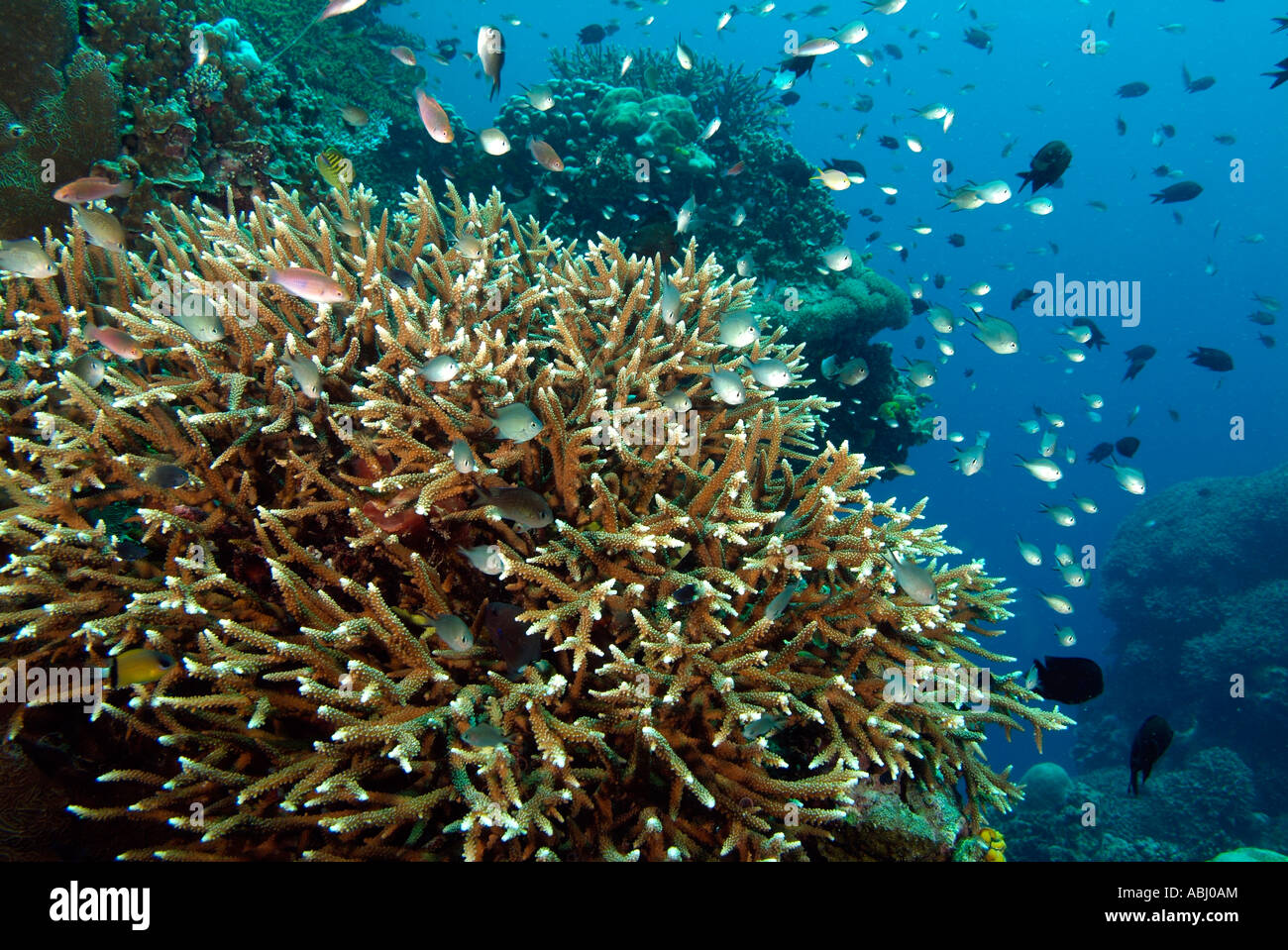 Colony of Acropora grandis coral around the island of Bunaken. Stock Photo