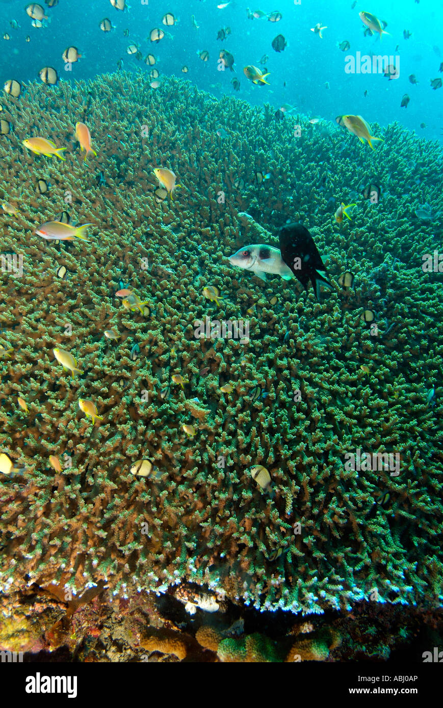 Colony of Acropora latislella coral around the island of Bunaken Stock Photo
