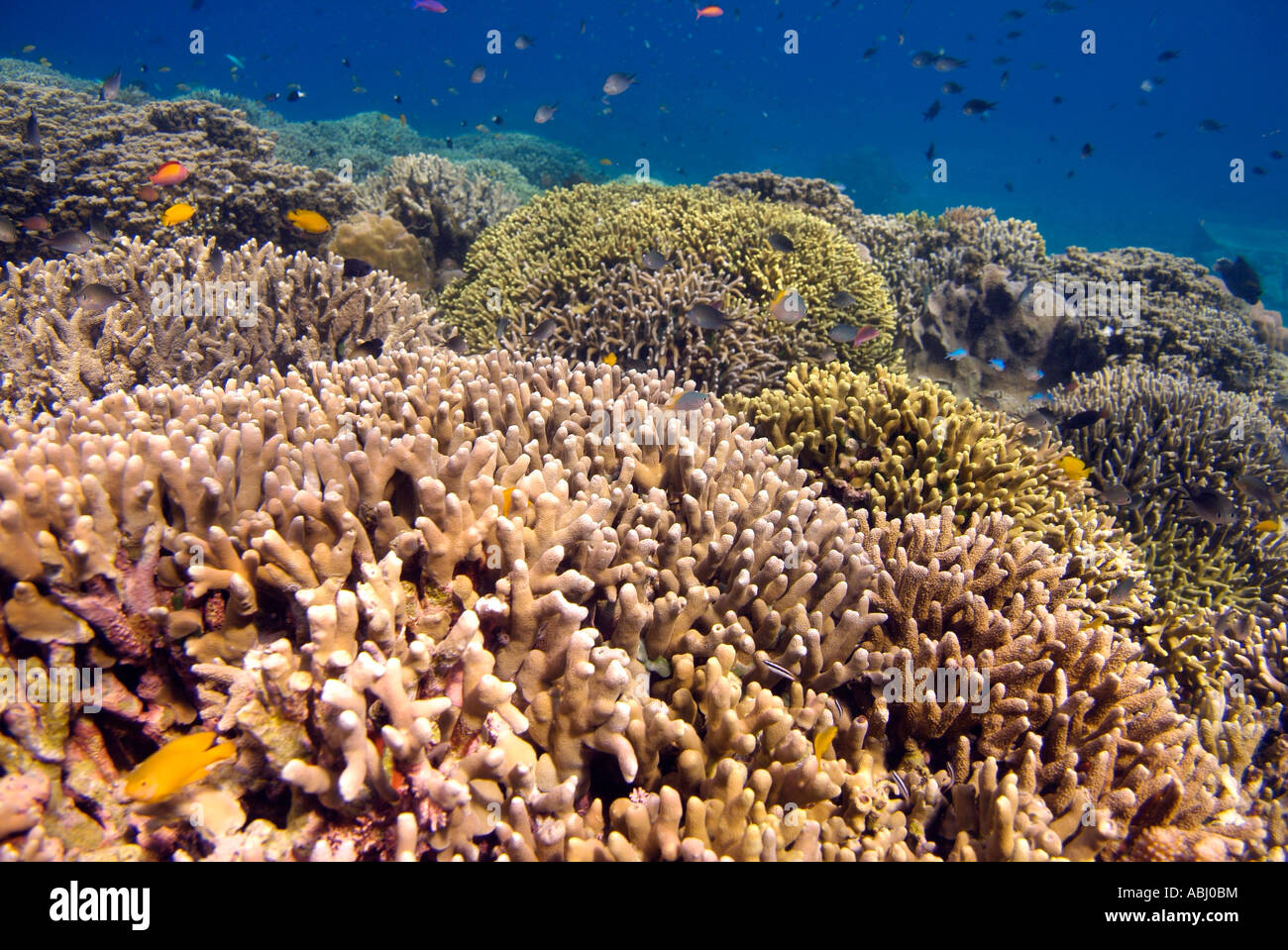 Colony of Stylophora pistillata coral around the Bunaken Island Stock Photo