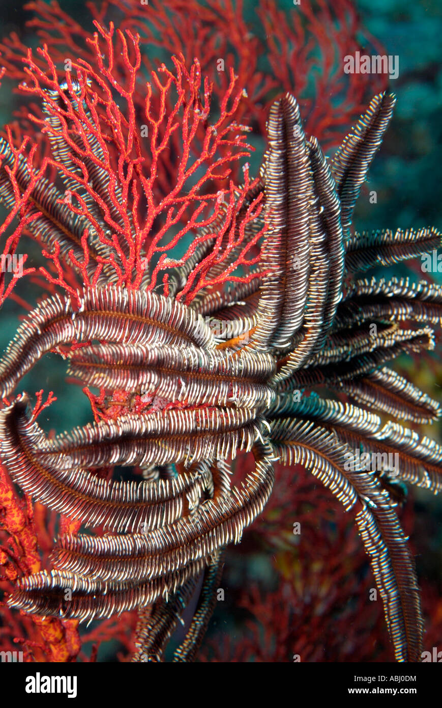 Feather star, Himerometra bartschi around the island of Bunaken. Stock Photo
