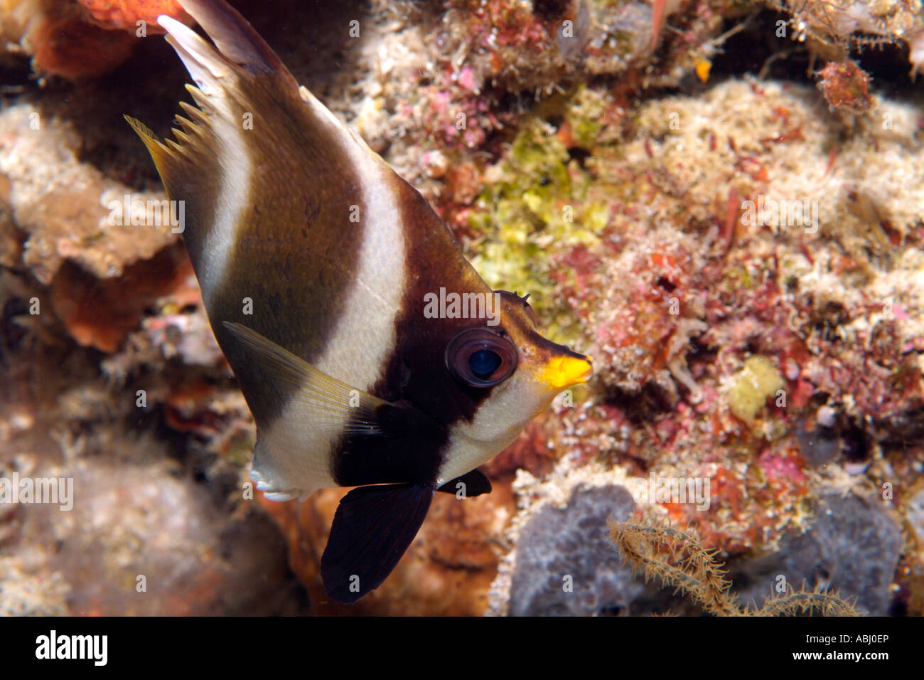 Pennant bannerfish, Heniochus chrysostomus, island of Bunaken Stock