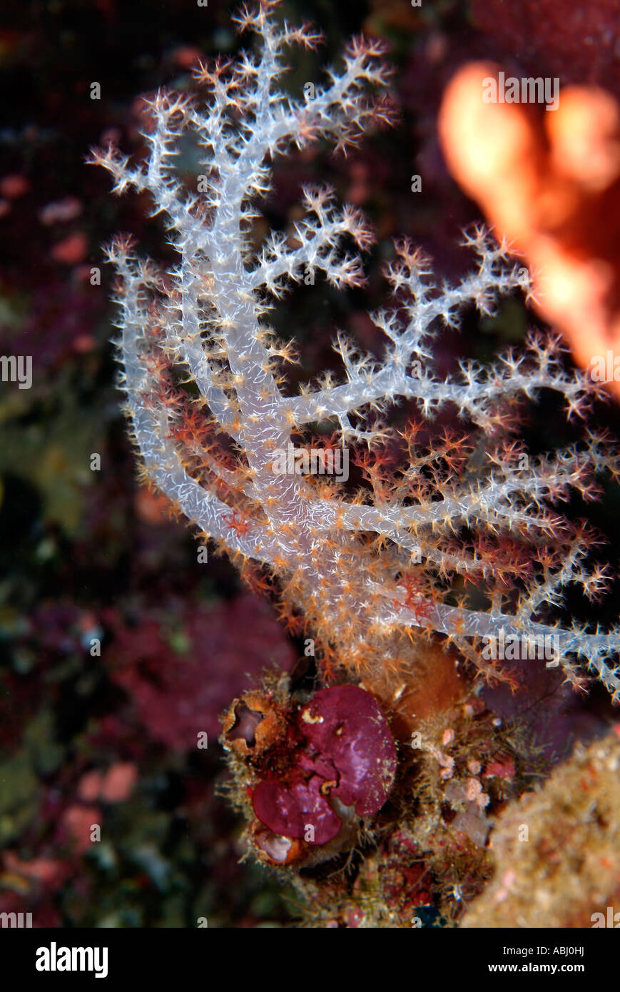 Branch of white soft coral around the island of Bunaken Stock Photo - Alamy