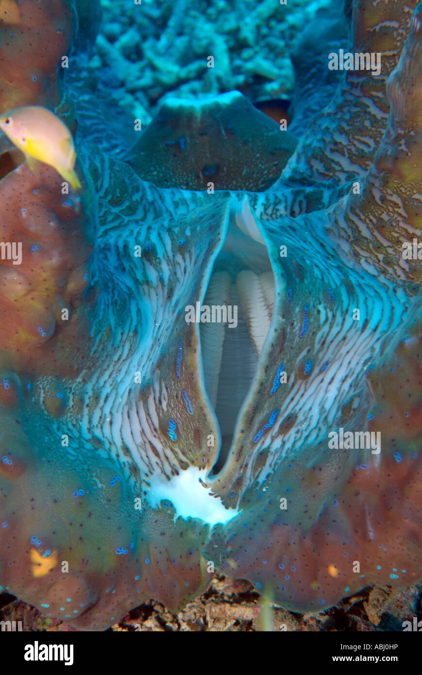 Close up giant clam, Tridacna derasa, island of Bunaken. Stock Photo