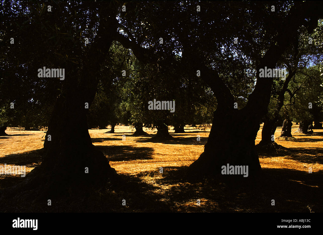 Red grove hi-res stock photography and images - Alamy