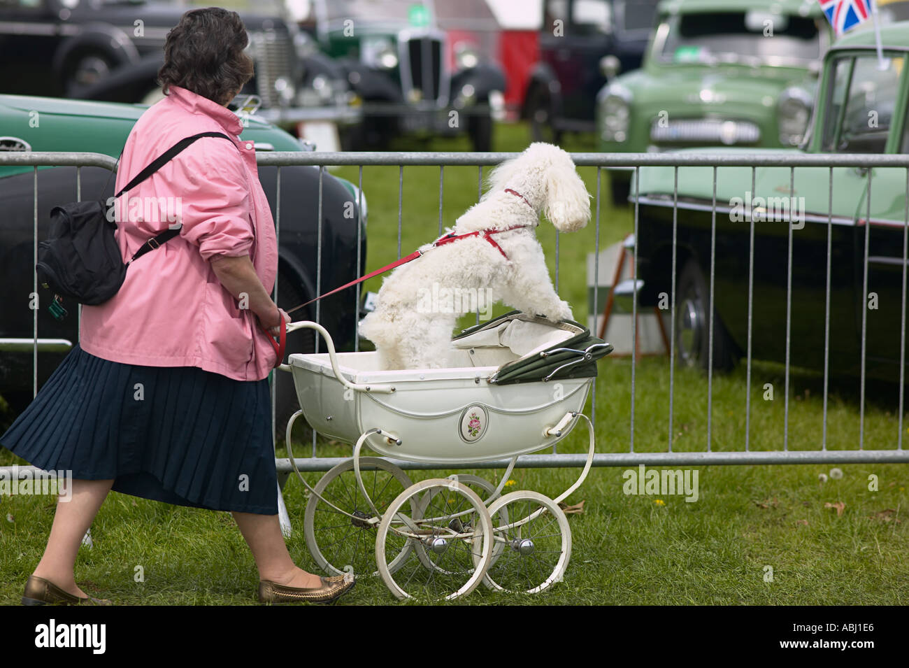 woman pushing poodle riding in a child's pram at car show Stock Photo