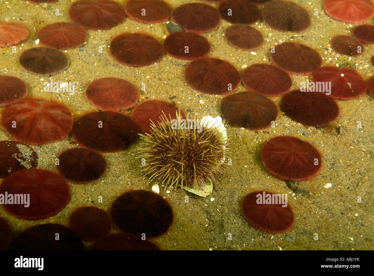 Frilled anemones in the Gulf of Saint Lawrence, North Quebec Stock Photo