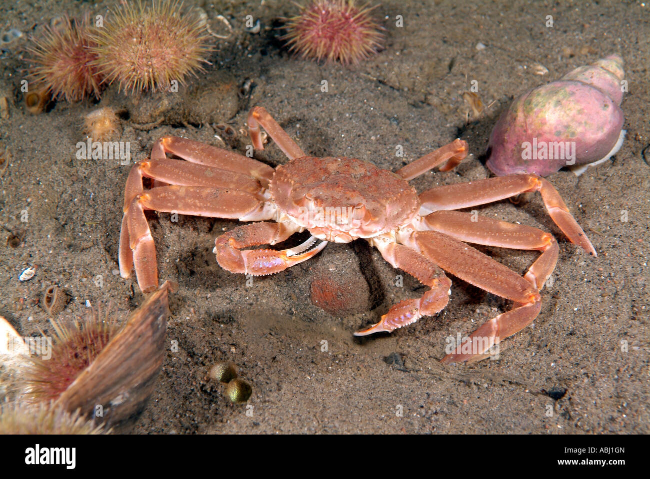 Live Snow Crab stock photo. Image of weathered, shellfish - 223301636