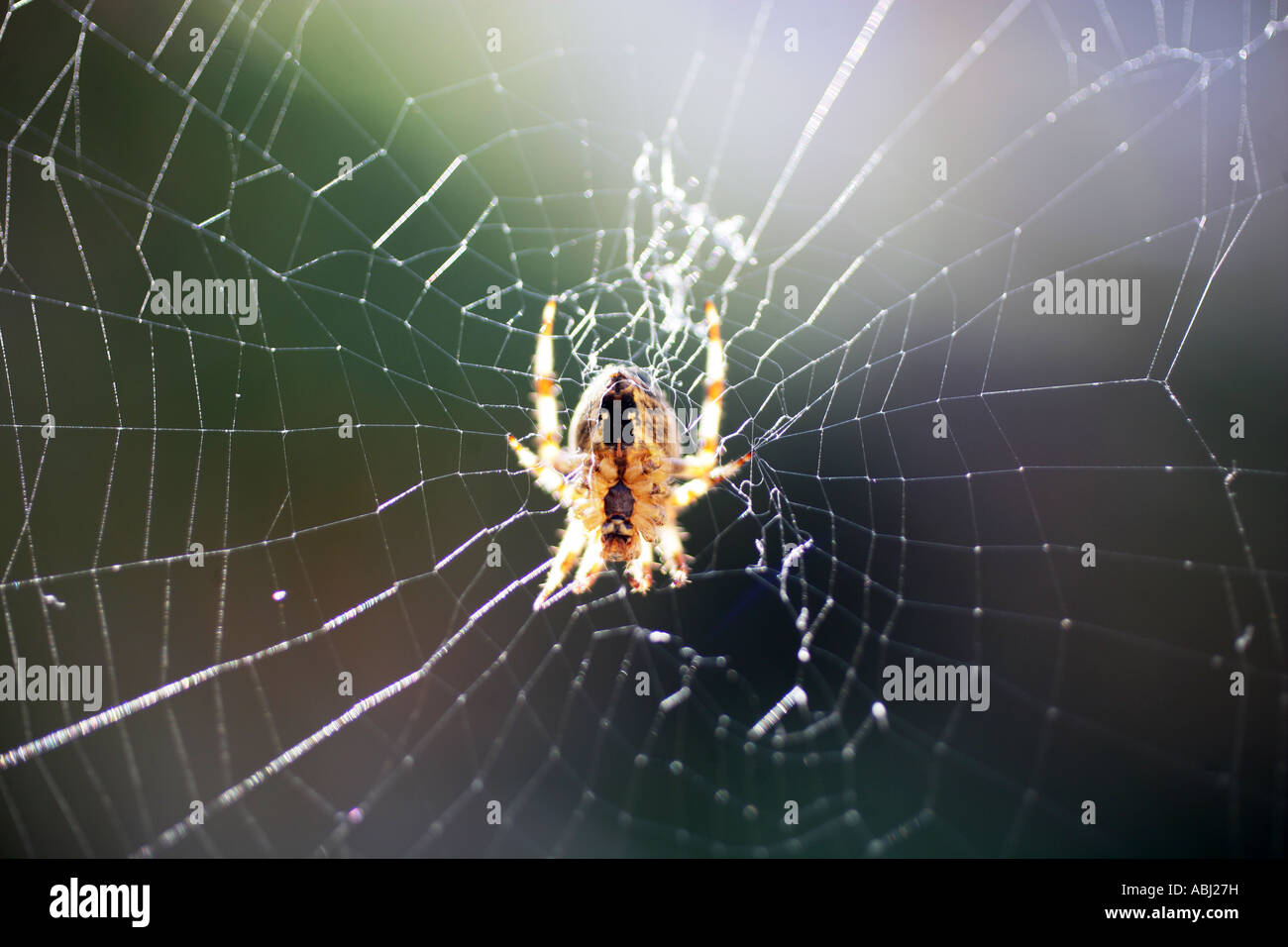 Spiders web Stock Photo