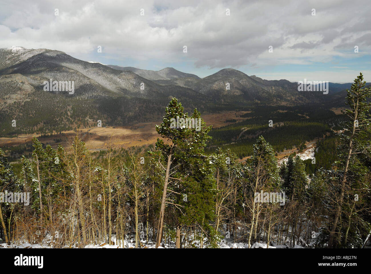 Rocky mountain white pine hi-res stock photography and images - Alamy