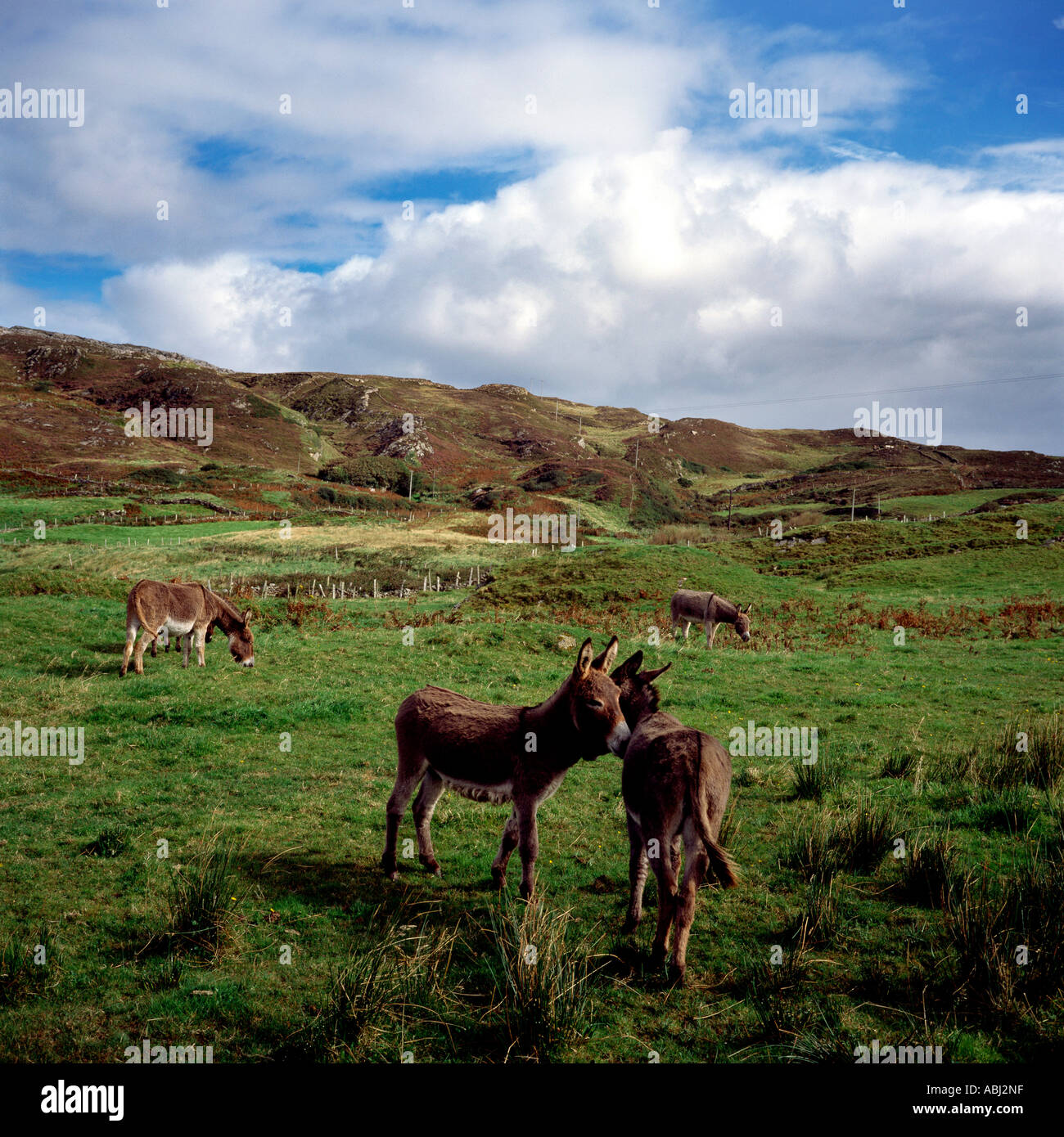 Donkeys, Co.Donegal Atlantic Drive Donegal, Ireland Stock Photo Alamy