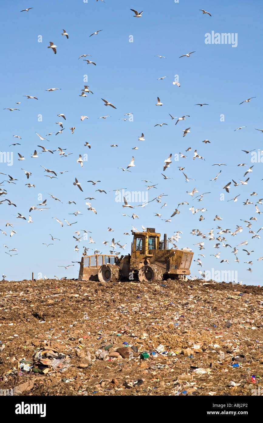 UK Landfill Site with Earthmover and circling Gulls Stock Photo