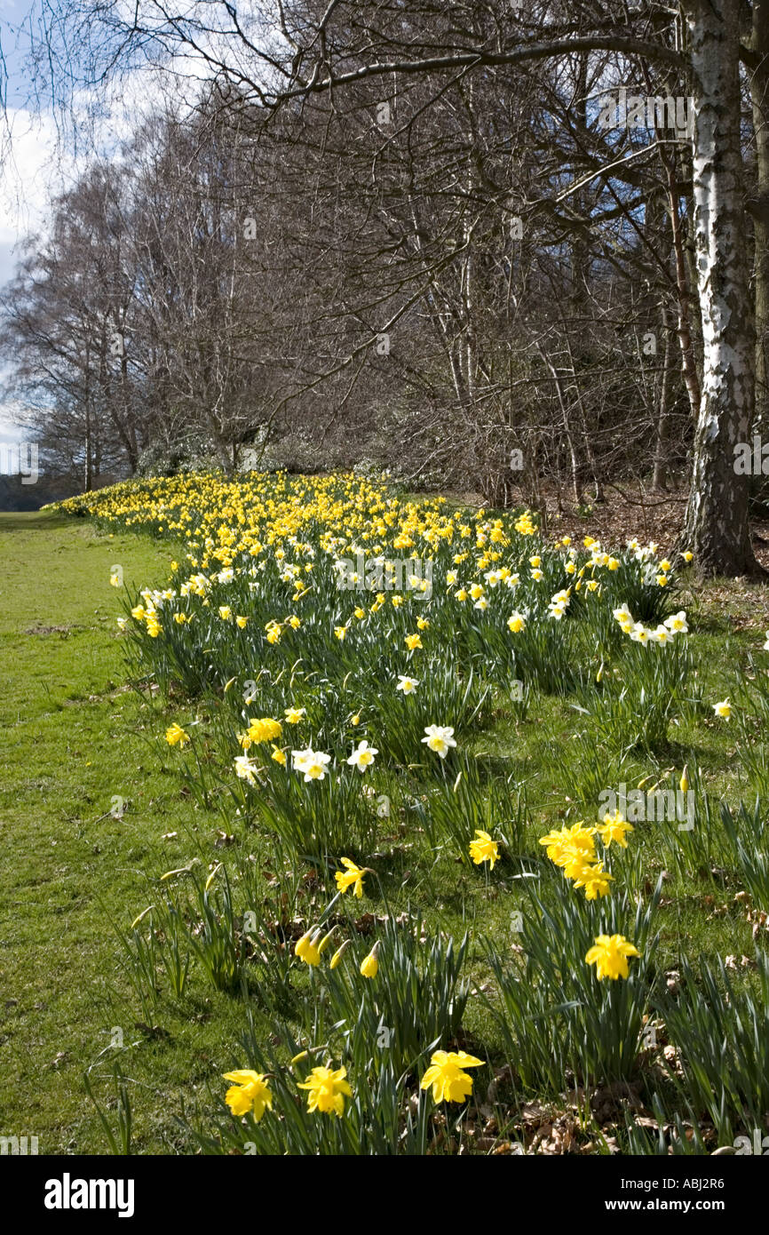 Daffodils flowering in Yorkshire Stock Photo Alamy