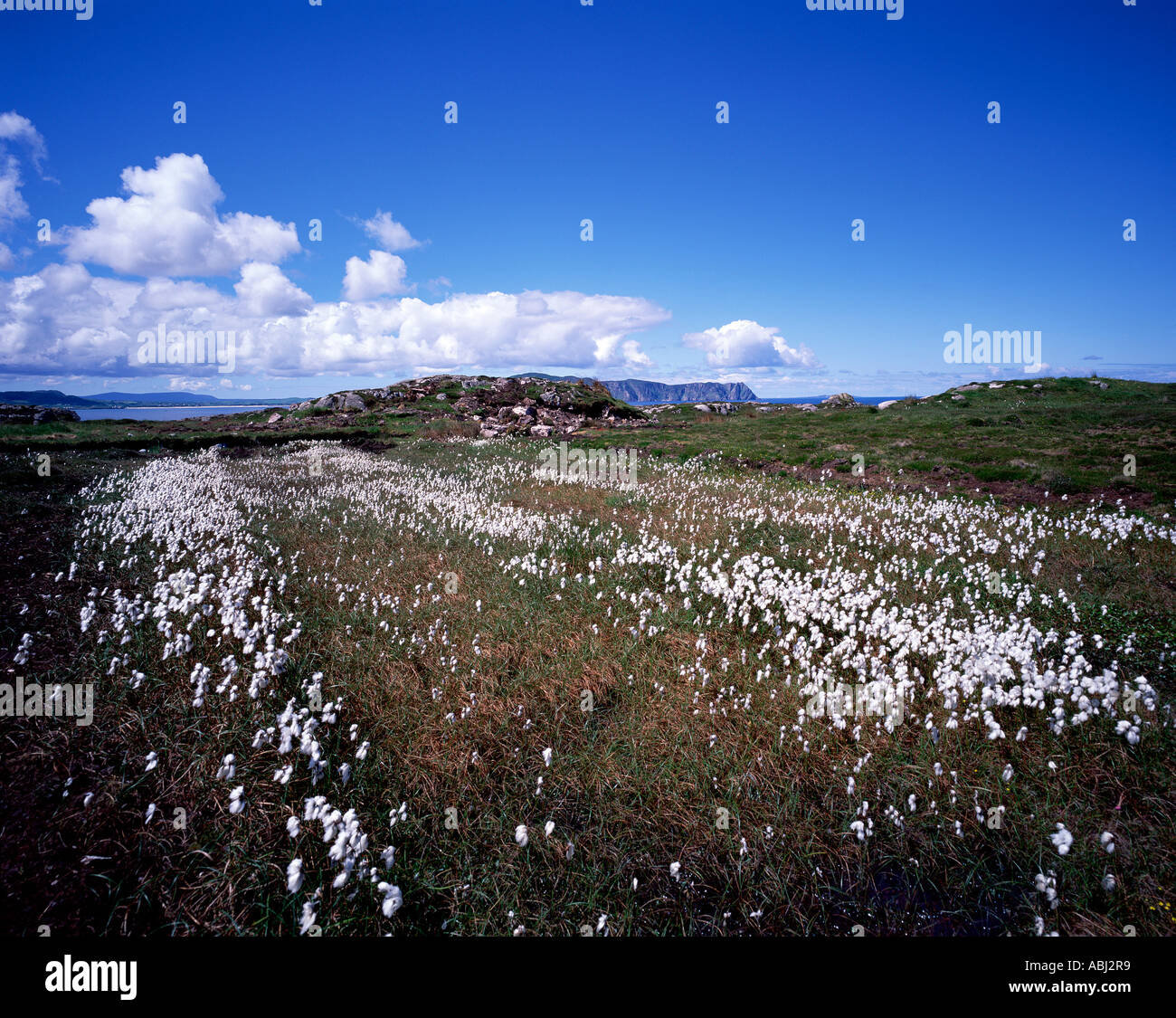 Bog Cotton on Atlantic Drive Sheep Haven Co.Donegal, Ireland Stock Photo