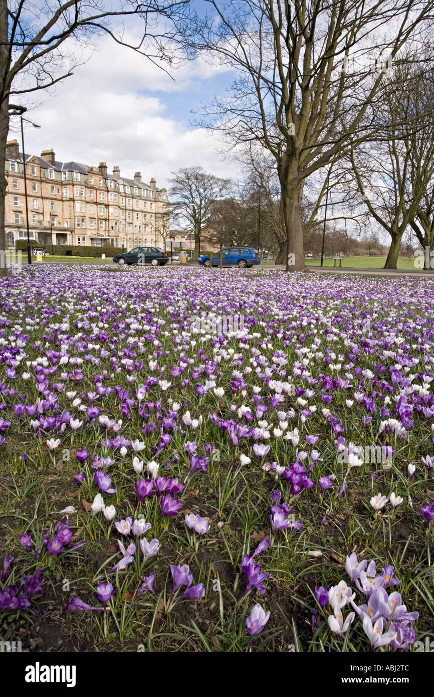 Crocuses on the Stray in Harrogate Yorkshire UK Stock Photo