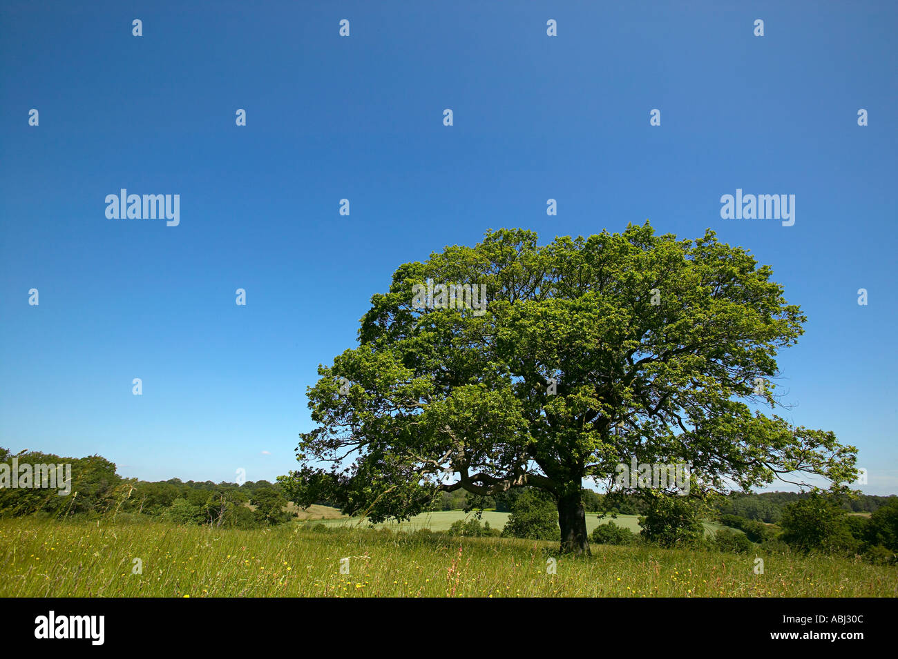 Oak tree standing alone hi-res stock photography and images - Alamy