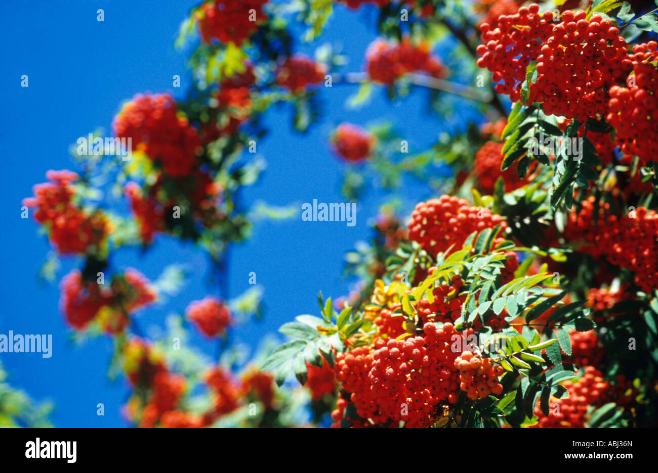 Rowan - Sorbus aucuparia - fruits Stock Photo