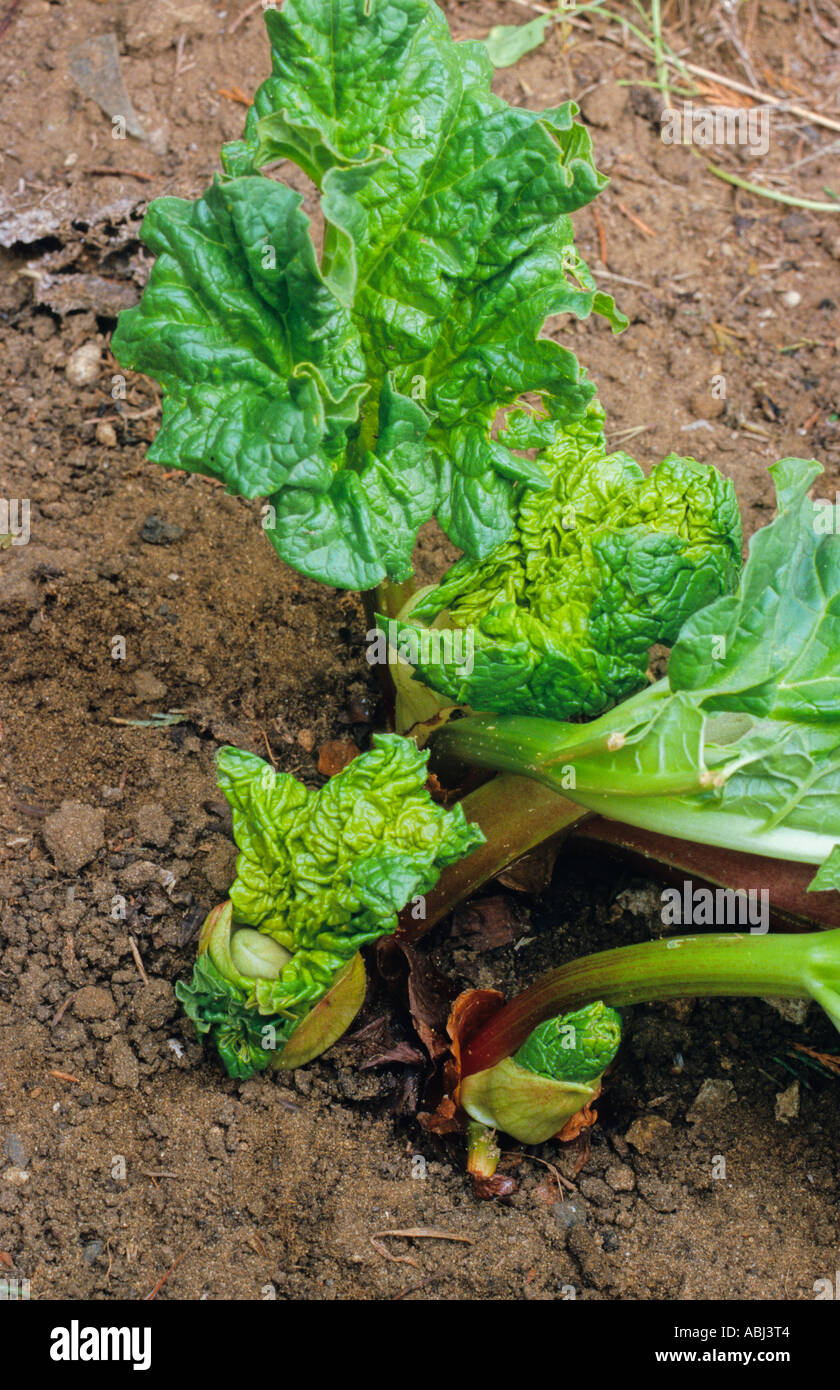 Rhubarb in a domestic garden (Species unknown) Stock Photo