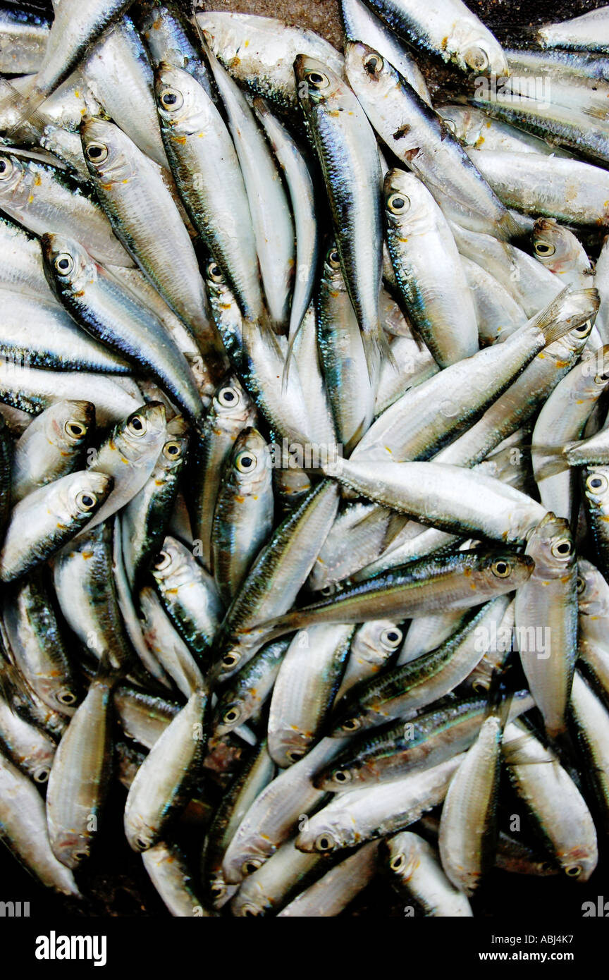 Baby sardines hi-res stock photography and images - Alamy