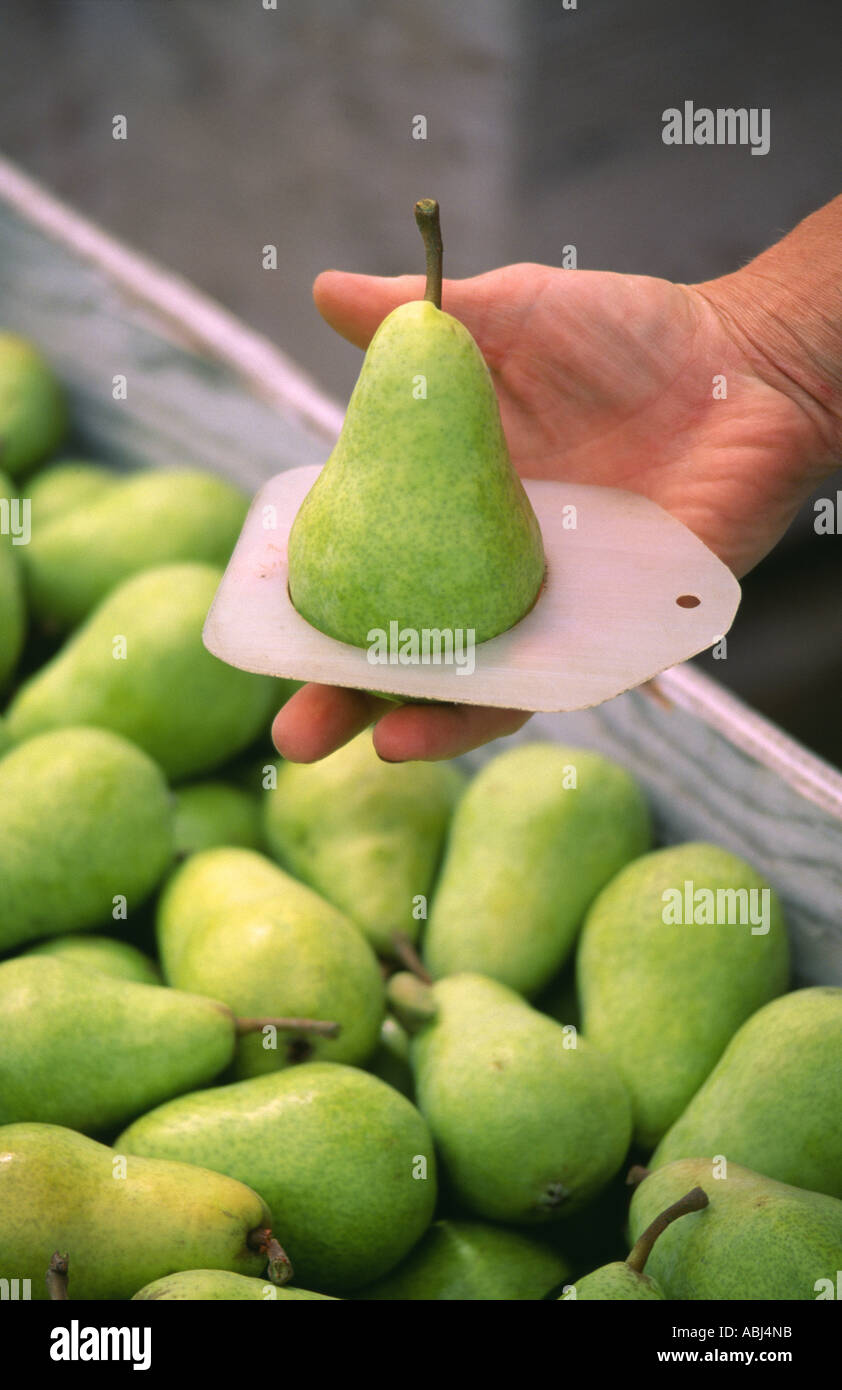 MEASURING THE SIZE OF A BARTLETT PEAR OREGON Stock Photo Alamy