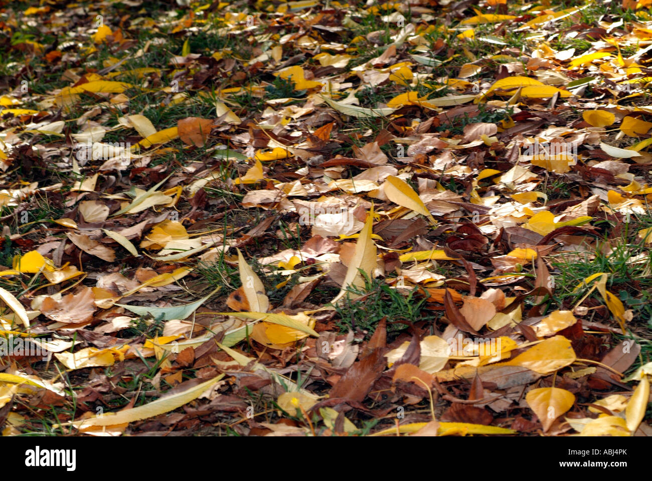 Leaves fallen on the ground during fall in a park Stock Photo - Alamy