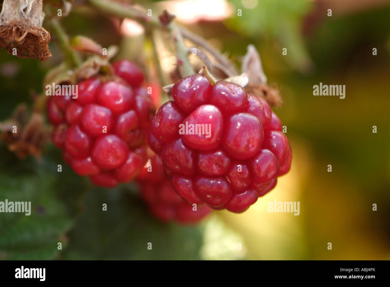 Red blackberries growing on a mulberry bush Stock Photo Alamy