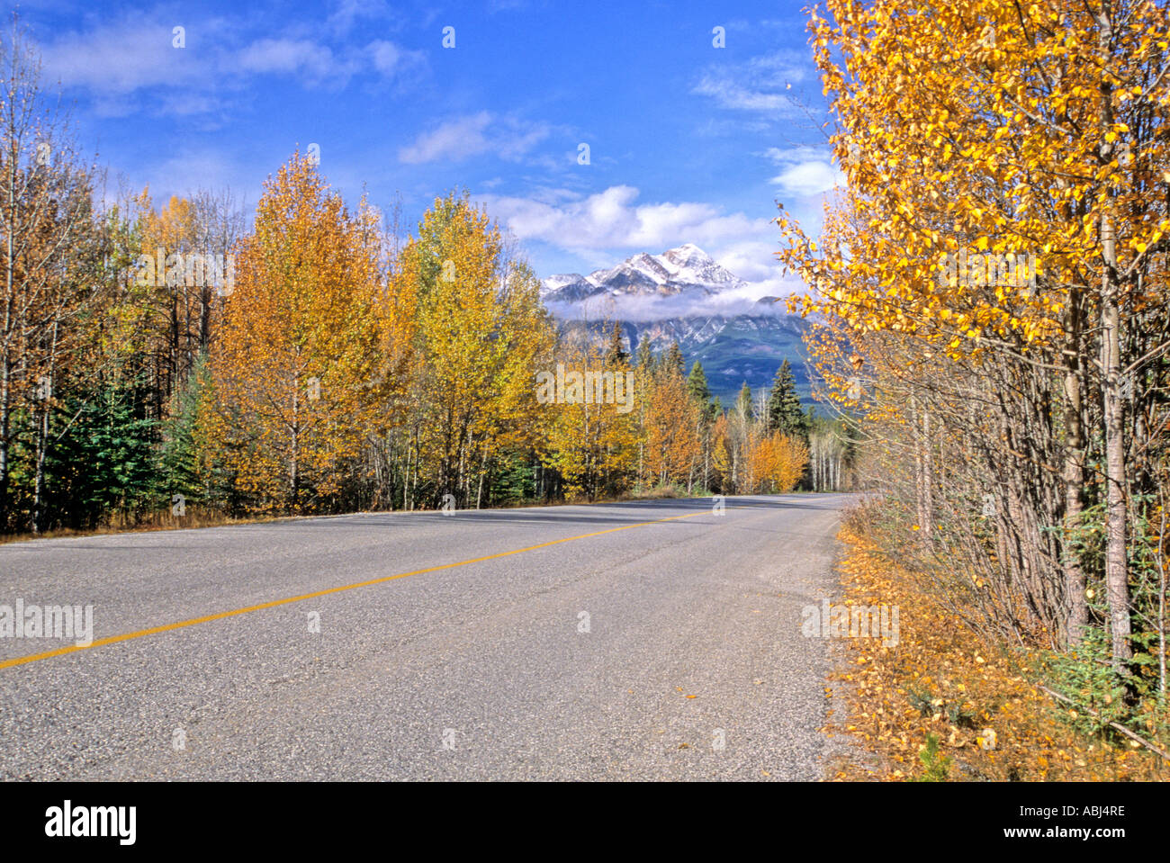 Colorful trees on the Maligne Lake road Stock Photo