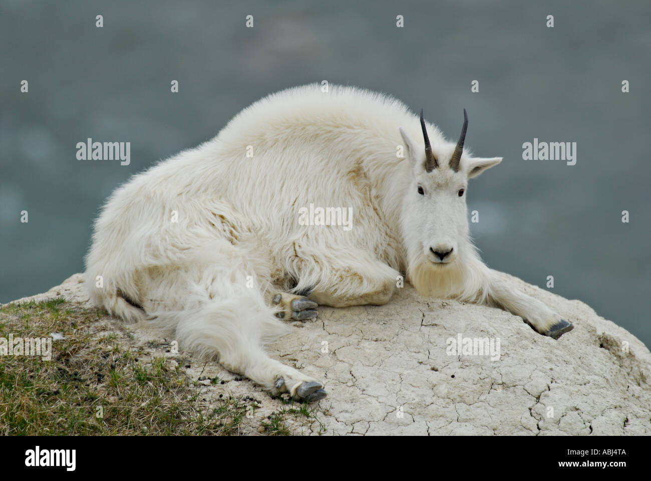 Goat laying down hires stock photography and images Alamy