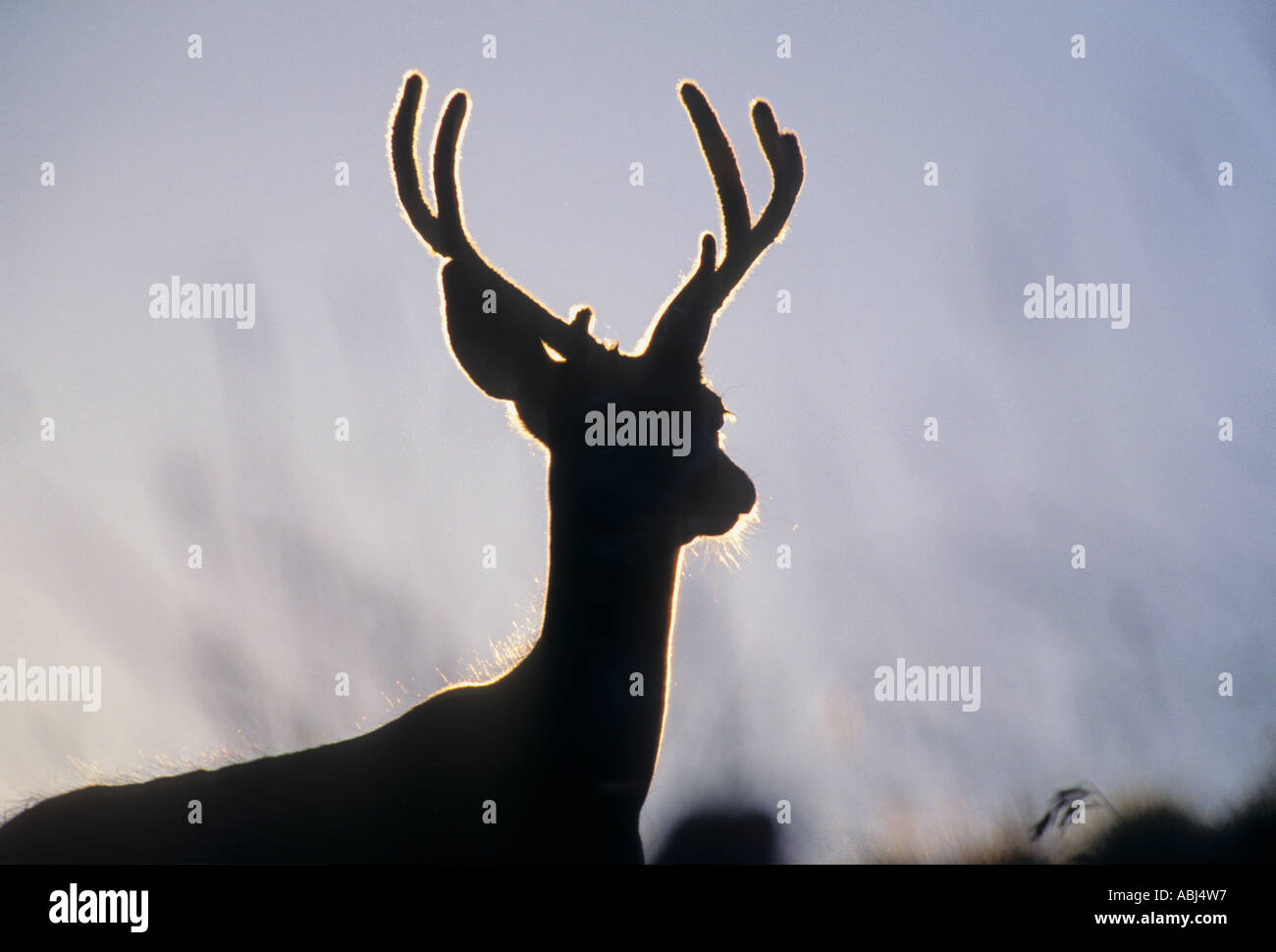 Mule Deer Buck silhouette Stock Photo Alamy