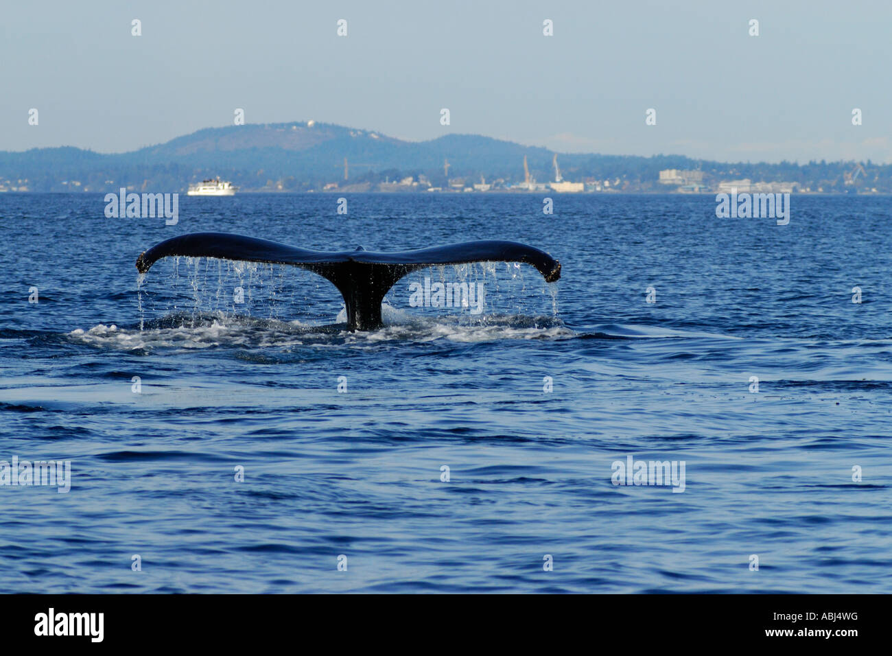 Humpback whale tail hi-res stock photography and images - Alamy