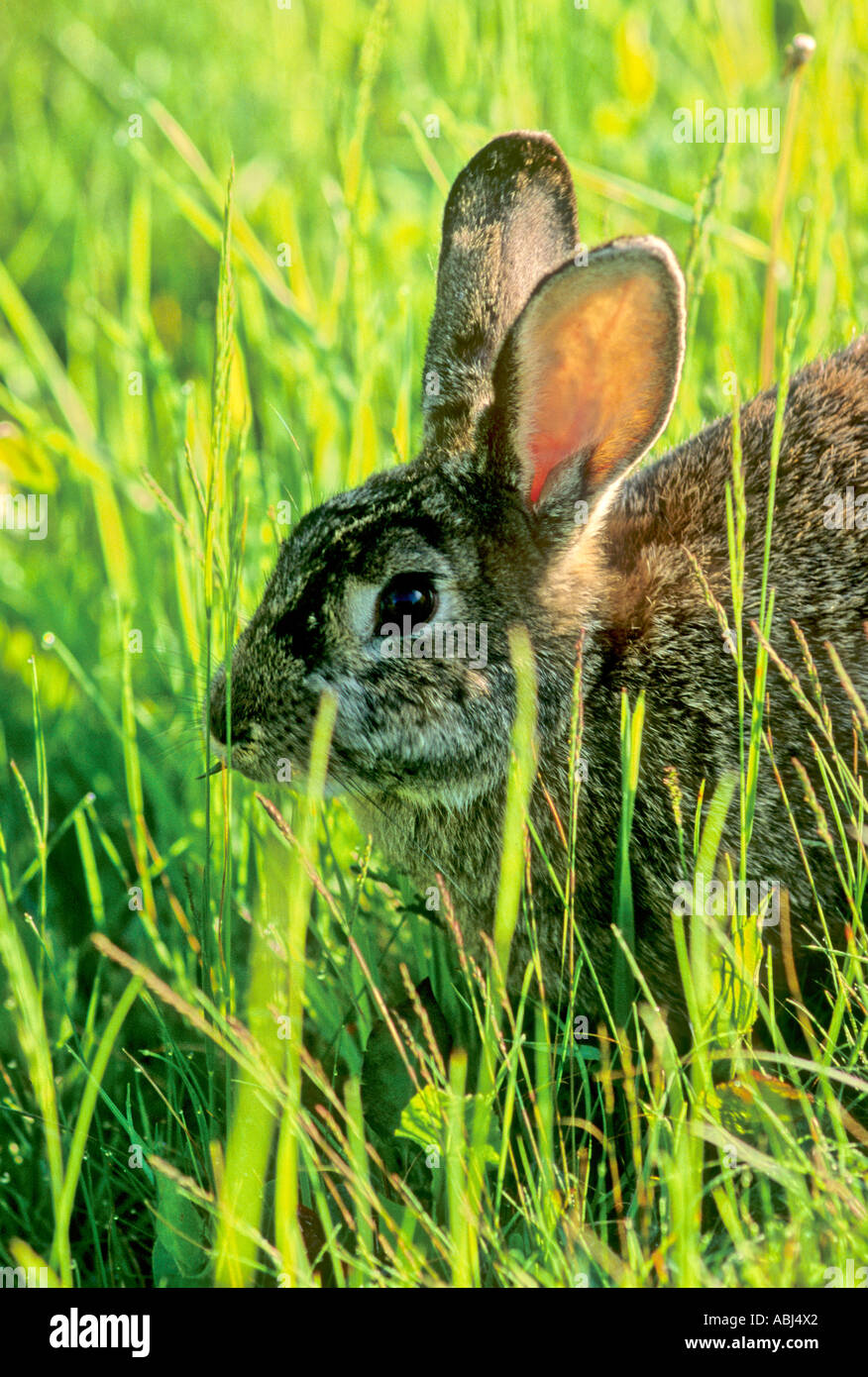 Rabbit face close up hi-res stock photography and images - Alamy