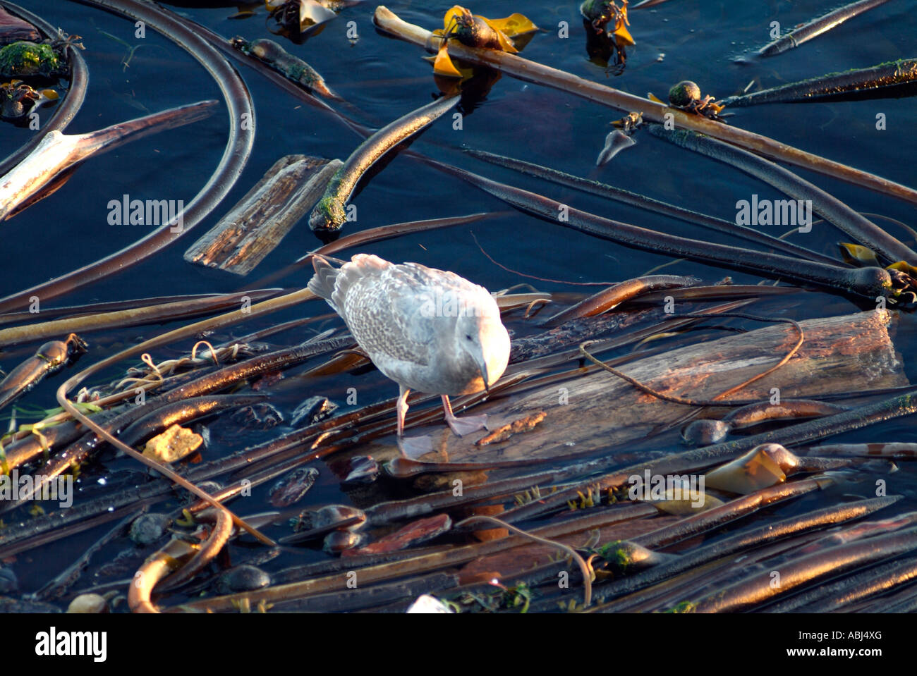 Seagull walking on a forest of bull kelps, Vancouver Island Stock Photo