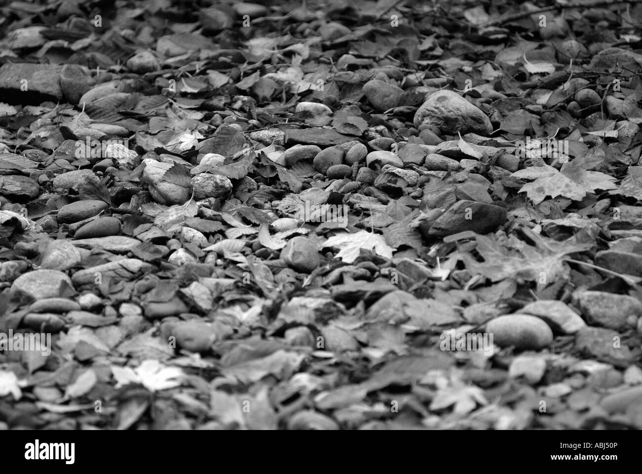 Fallen leaves on pebbles during autum season Stock Photo