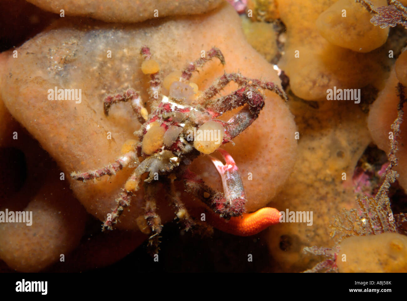Slender kelp crab in South of Vancouver Island Stock Photo